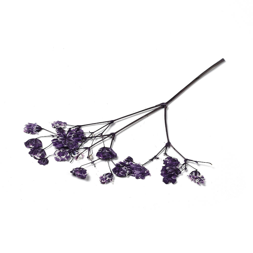 Mixed colours dried flowers