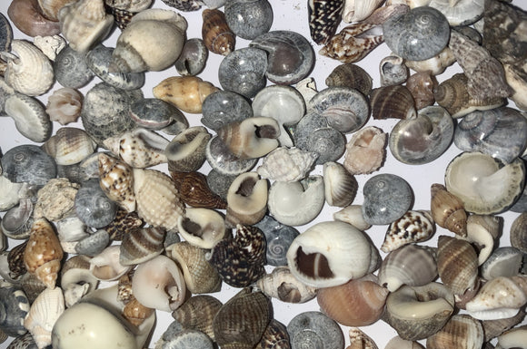 Natural sea shells (small sizes 50g)