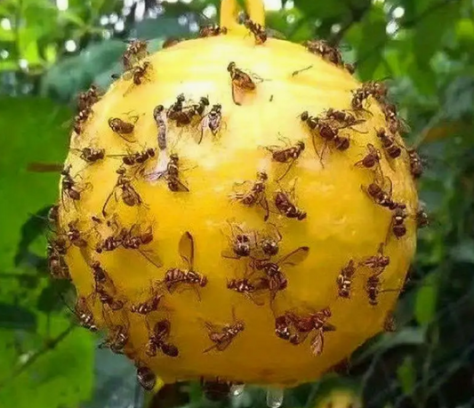 Yellow insects trap ball