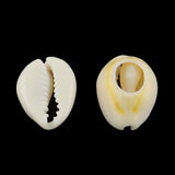 Natural mixed cowrie shells small 50g